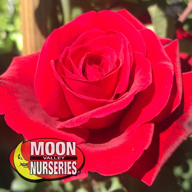 January Tips to Care for Your Roses